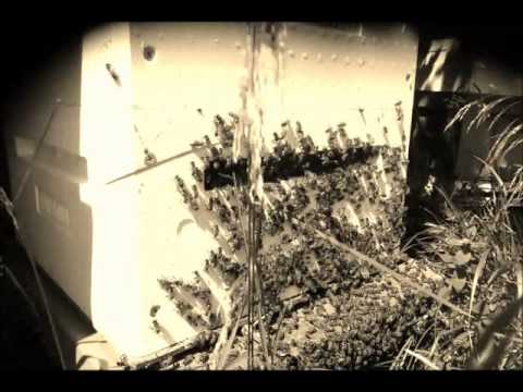 bina är på väg att svärma