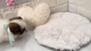 パピヨンの動画01