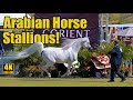 Arabian Horse Breeders World Cup Stallions 6 Years