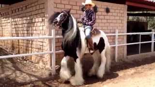 ROMEO / Gypsy Vanner Stallion - Club Ecuestre SM -