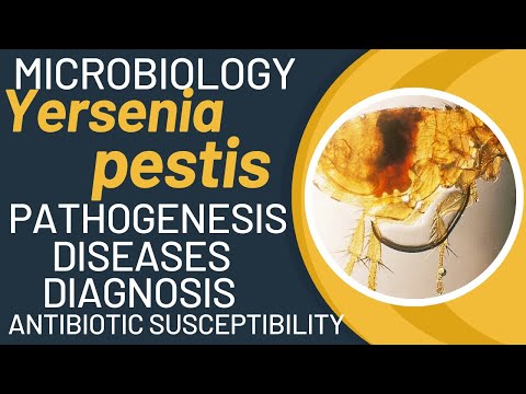 Yersinia pestis bacillus | bubonic plague bacteria | Yersinia pestis pathogenesis