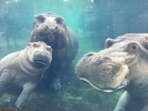 Cincinnati Zoo: Henry, Fiona's father, has died