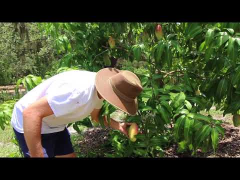 Our Valencia Pride Mango Tree - Picking fruit and pruning