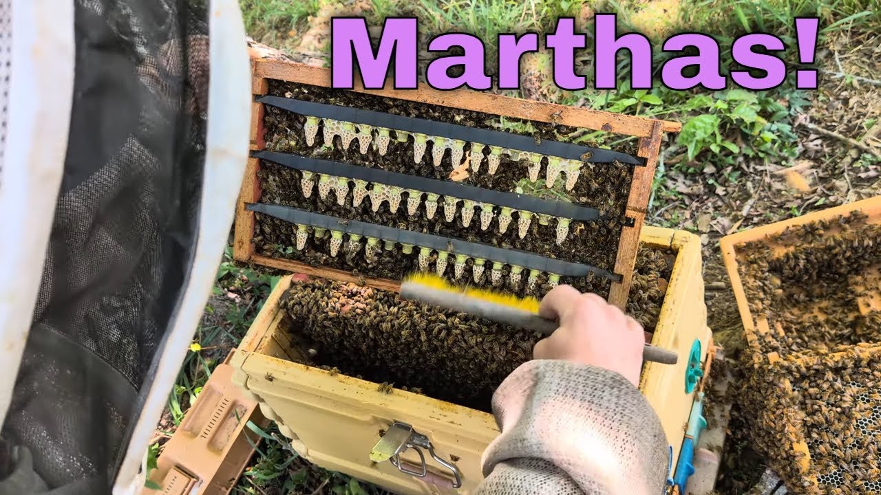 Queen Cell Check-up and Queen Rearing Tips!