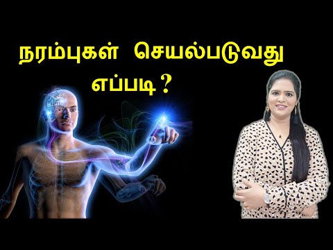 What are Neurons, How do they work?