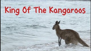 Uncle Outrage - King of The Kangaroos (evil fish Nils kangaroo edit) @DrNilsRasmussen 