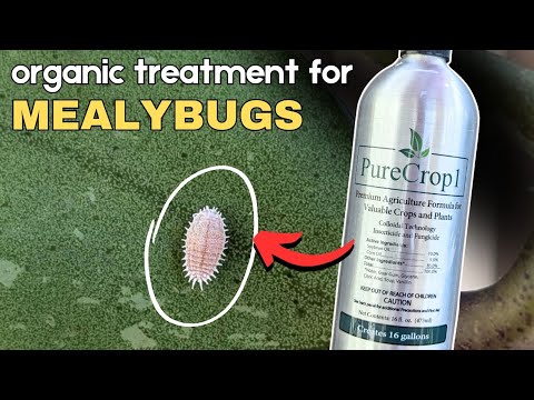 is it worth saving??? dealing with mealybugs and thrips