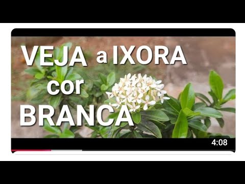 Ixora cor Branca  em  Paranaiguara Go
