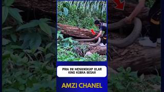 Download lagu THIS MAN CATCHED A HUGE KING COBRA mp3