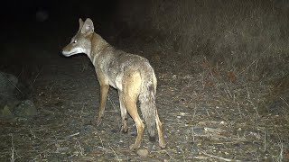 Do you know what's going on in your backyard when you're not looking?