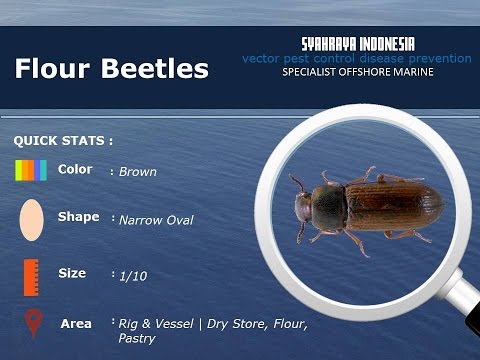 Insect Guide | Flour Beetles Prevention Control