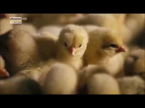 Das "Bruderhahn" Projekt