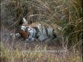 Tiger Has A Peaceful Cat Nap In The Tall Grass