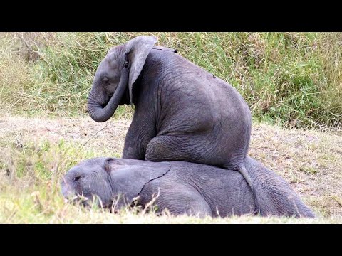 Les bébés éléphants sont trop mignons pour être manipulés vidéo d'animaux la plus drôle !