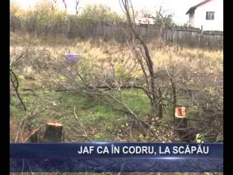Jaf ca in codru, la Scapau