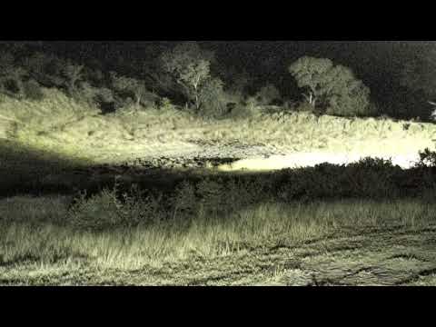 Djuma: Lone Buffalo and then Hyenas little while after  - 22:22 - 06/17/18