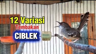 Download lagu Macam macam Tembakan panjang Ciblek, masteran Ciblek nembak Ngebren variasi mp3 Download lagu Macam macam Tembakan panjang Ciblek, masteran Ciblek nembak Ngebren variasi mp3