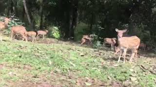 preview picture of video 'Nagarhole National Park'