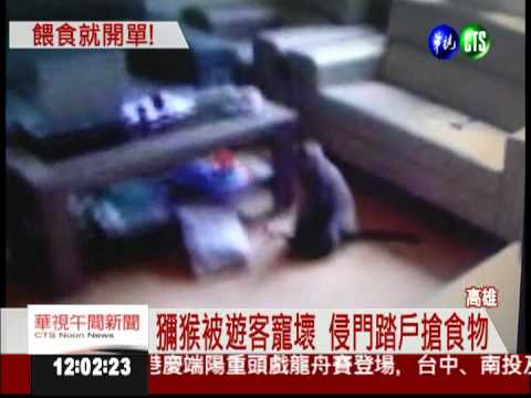 柴.壽山禁餵獼猴 屢勸不聽吃罰單