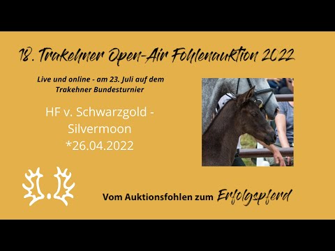 Kat.-Nr.13 HF v. Schwarzgold - Silvermoon