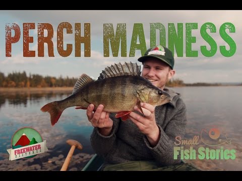 Perch Madness - Small Fish Stories