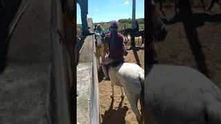 Vaquejada! Primeira vez que atuo como bate esteira 🐎 ❤️