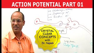 Action Potential - Part 1/3