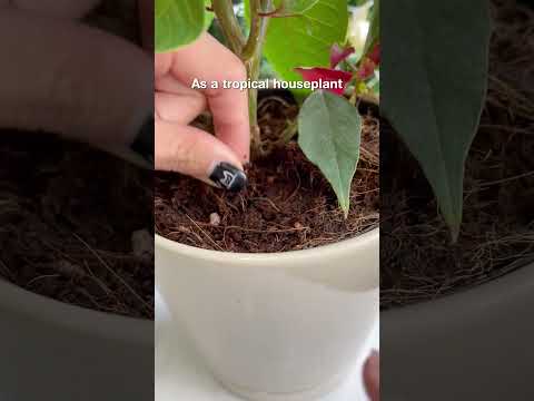 How to care for your Christmas plant Poinsettia 🍂 #succulentsbox #houseplants #poinsettias #shorts