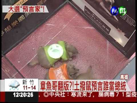 2012大選誰當家? 土撥鼠來預言