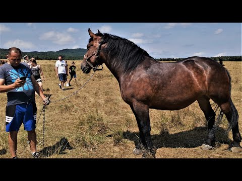 Silviu's pregnant mare for sale from Gura Humorului