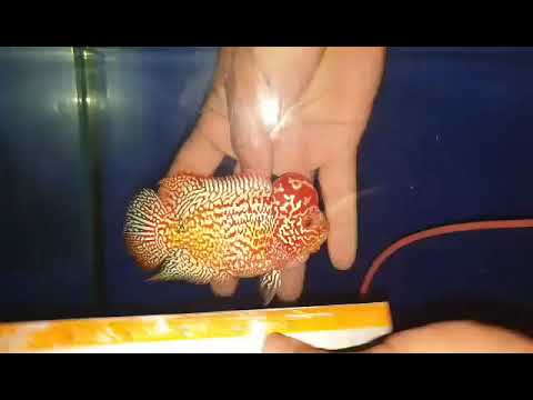 No.3 FD male for sale each or take all 10 items