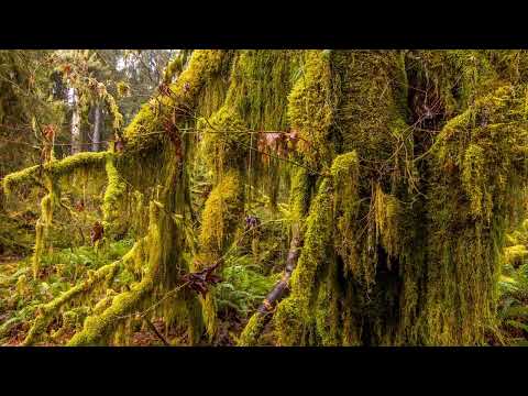 Hoh Rain Forest  || 4k Nature Relax TV