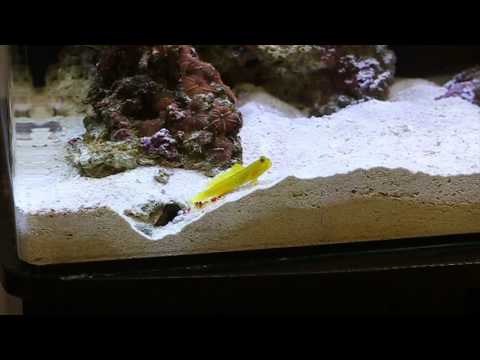 Pistol Shrimp digging a burrow with Yellow Watchman Goby defending it (18 minutes of good HD video)