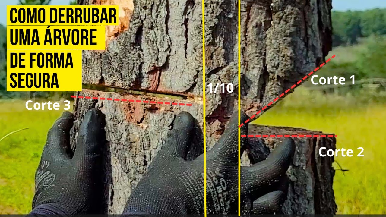 FLORESTAL - COMO DERRUBAR UMA ÁRVORE - ARBORISTA