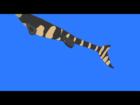 Tylosaurus vs Hainosaurus