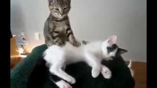 Gatos fofos e malucos com seus donos