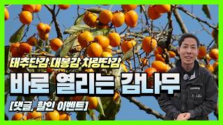 ????바로 수확 가능한 감나무! 태추단감, 대봉감, 차량단감 무료배송 [댓글,할인 이벤트]