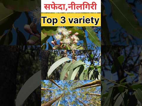 Top variety of Safeda | Safeda cultivation|eucalyptus tree | Eucalyptus cultivation | p 23 Safeda...