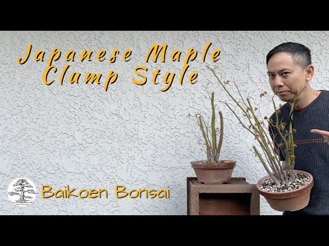 Japanese Maple - Clump Style Kabudachi Initial Styling -  Bonsai Techniques - Baikoen Bonsai Club