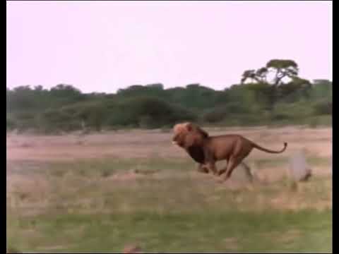 Ntwadumela - Hyena Killer