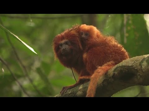 In Brazil, forest bridge offers hope for threatened golden monkey