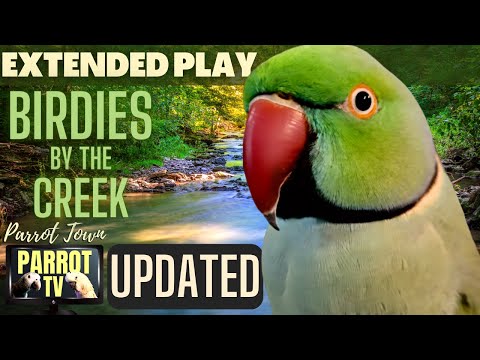 Birdies by the Creek | Happy Bird Forest Sounds | 5+HRS EXTENDED PLAY |Parrot TV for your Bird Room🌲