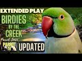 Birdies By The Creek Happy Bird Forest Sounds 5 HRS EXTENDED PLAY Parrot TV For Your Bird Room