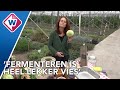 Een rotproces: fermenteren is gezond en goedkoop en vooral níet vies - OMROEP WEST