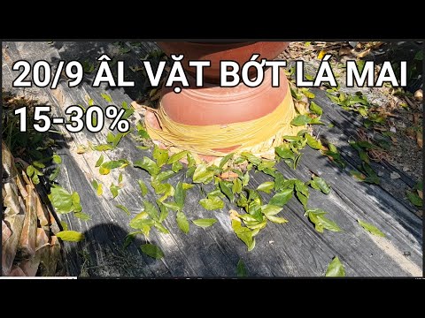 🔴 QBS22283 - THỜI ĐIỂM TÚT LÁ MAI MIỀN BẮC | NGÀY 20 THÁNG 9 TÚT BỚT 30% LÁ CHO CÂY MAI MIỀN BẮC