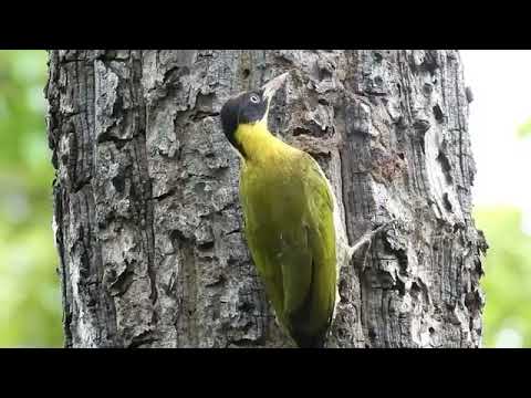 Woodpeckers Picidae piculets wrynecks sapsuckers Birds of the World how woodpeckers build their nest