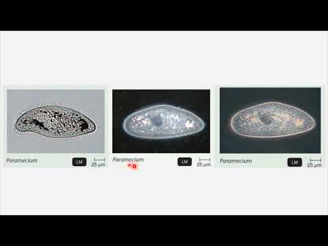 BIO 205 - Chapter 2 - How We See the Invisible World