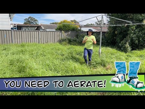 芝生にエアレーションをすべき理由