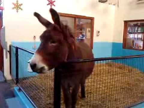 Pancho The Singing Donkey