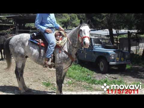 ...cambio pascolo per mucche e cavalli...pasture change for cows and horses